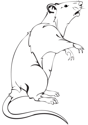 Realistic Rat Coloring Page